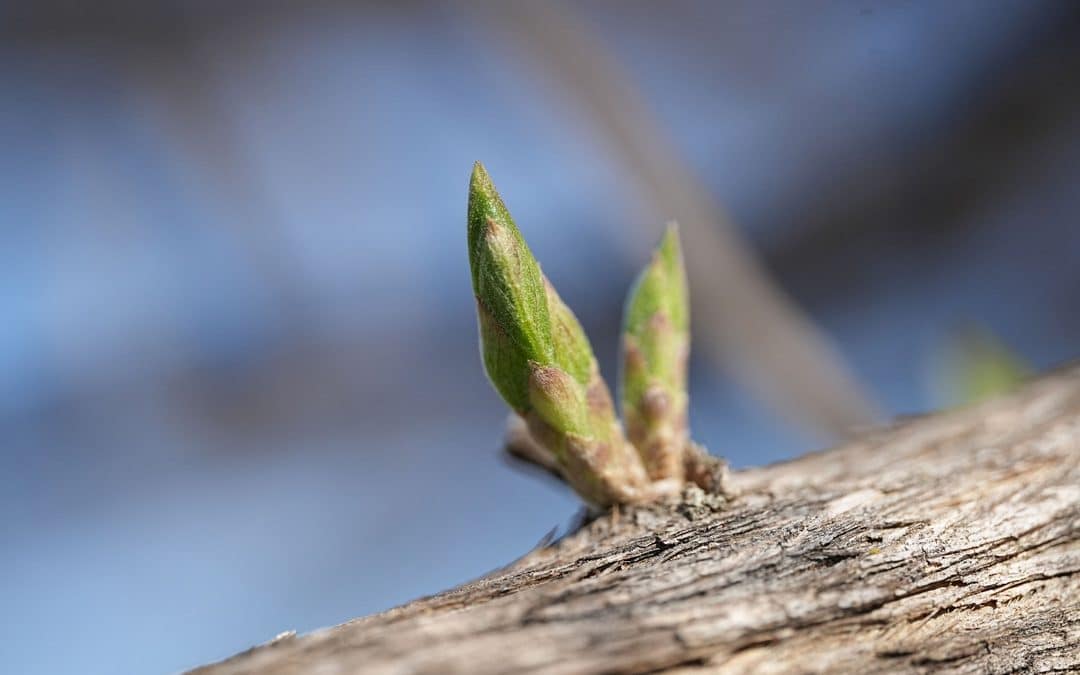 Qu&rsquo;est-ce que la gemmothérapie ? Bourgeons, utilisation et précautions