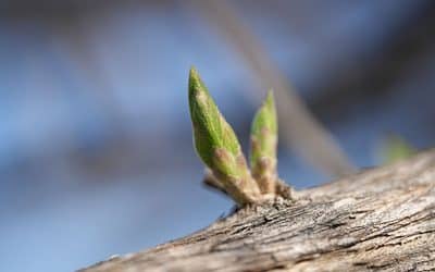 Qu&rsquo;est-ce que la gemmothérapie ? Bourgeons, utilisation et précautions