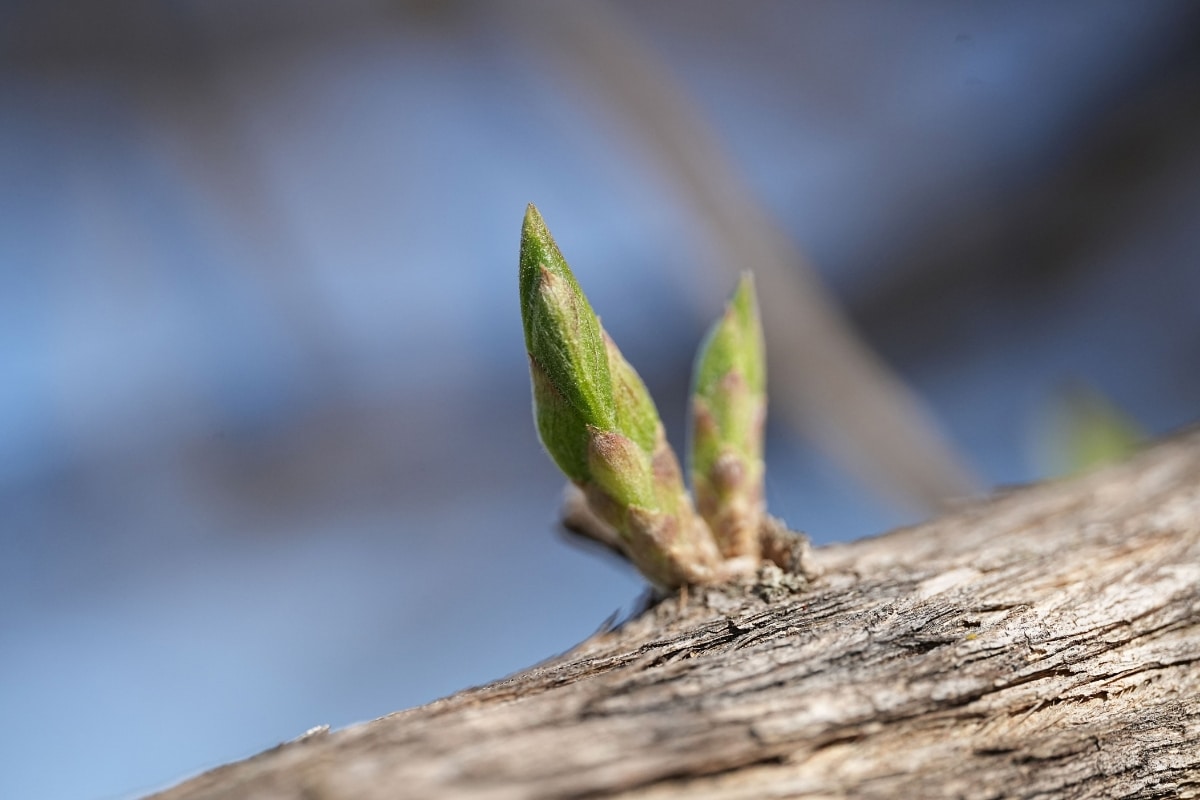 Bourgeons récoltés pour un cours de gemmothérapie à Malmedy